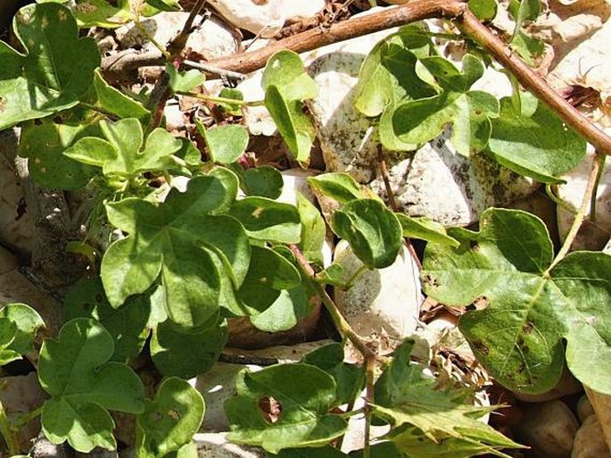 Gossypium stocksii