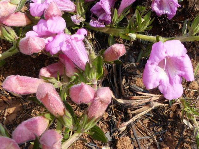 GRADERIA SUBINTEGRA Mast.