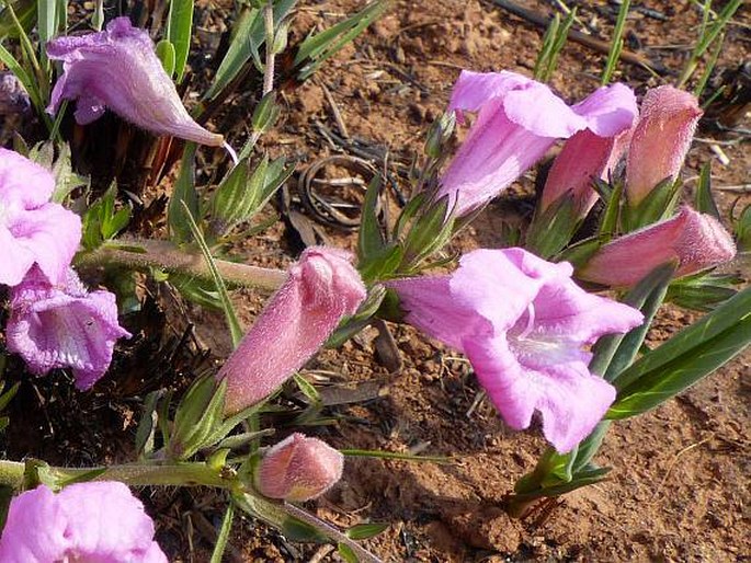 Graderia subintegra