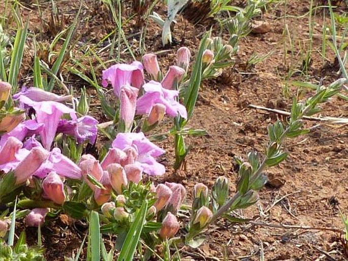 Graderia subintegra