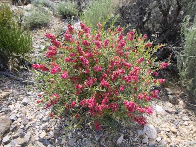 Grayia spinosa