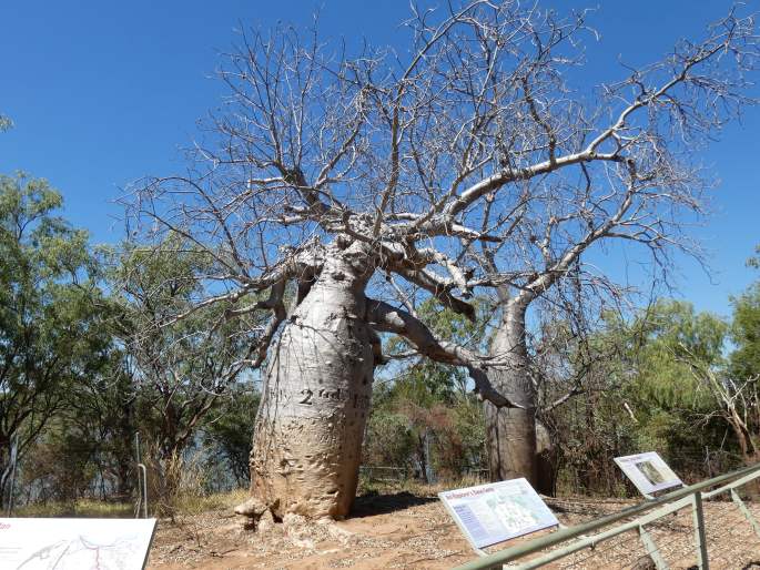 Gregory's Tree