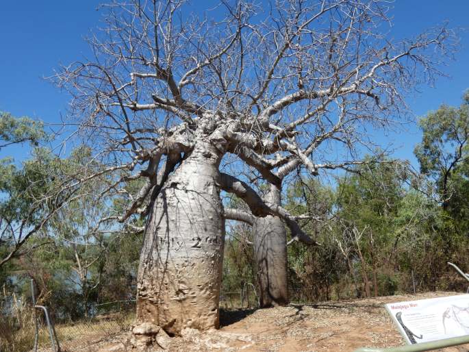 Gregory's Tree