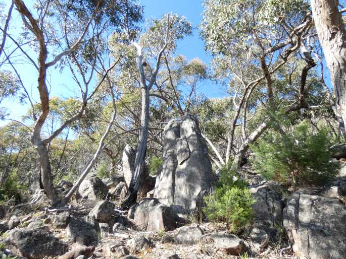 Grevillea alpina