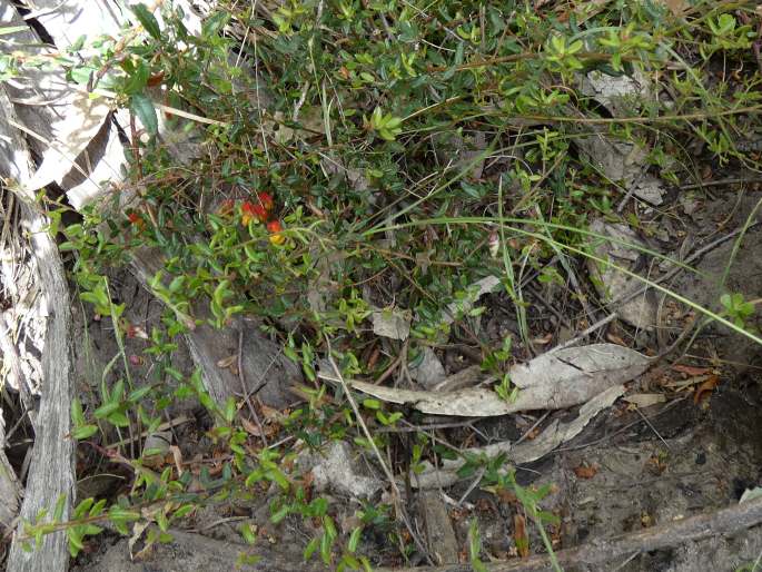 Grevillea alpina