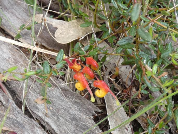 Grevillea alpina