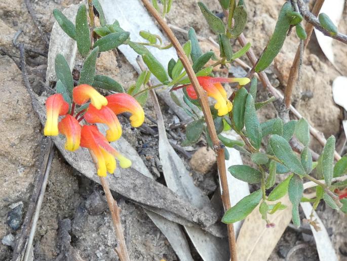 Grevillea alpina