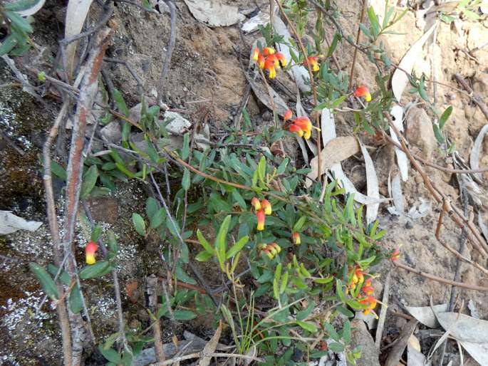 Grevillea alpina