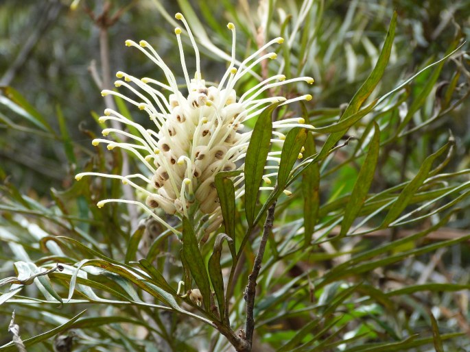 Grevillea banksii