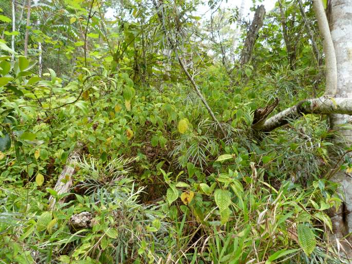 Grevillea banksii