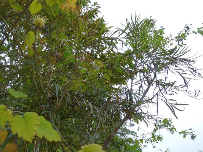 Grevillea banksii