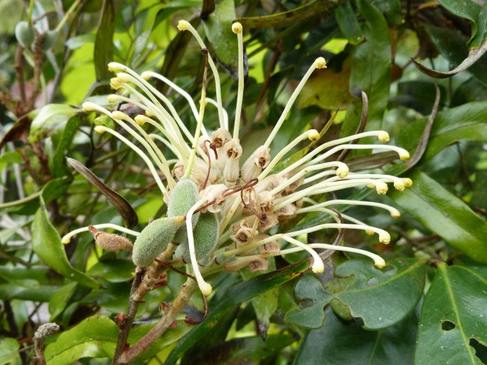 Grevillea banksii