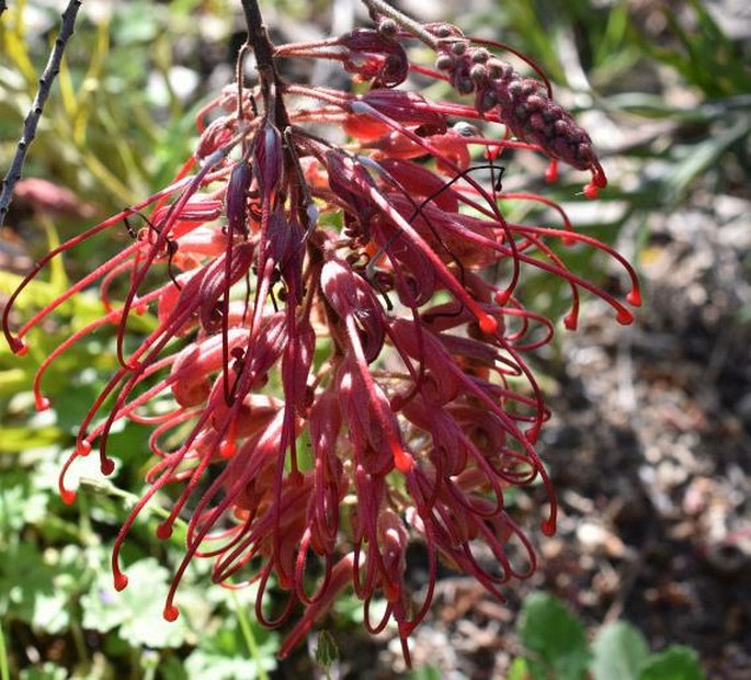 Grevillea bipinnatifida