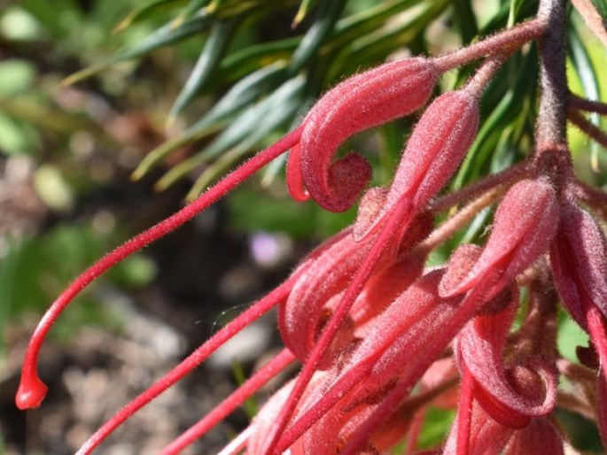 Grevillea bipinnatifida