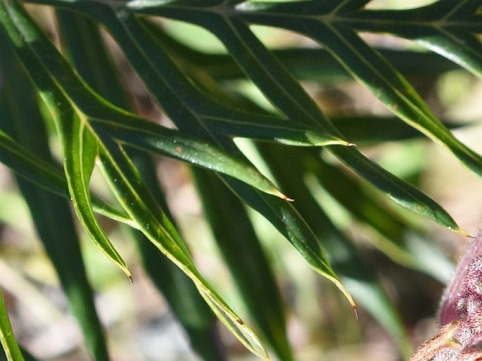 Grevillea bipinnatifida