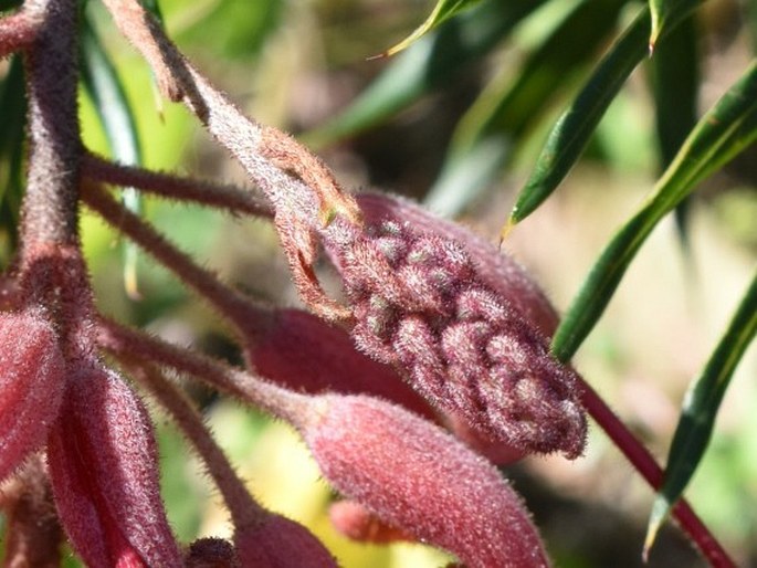 Grevillea bipinnatifida