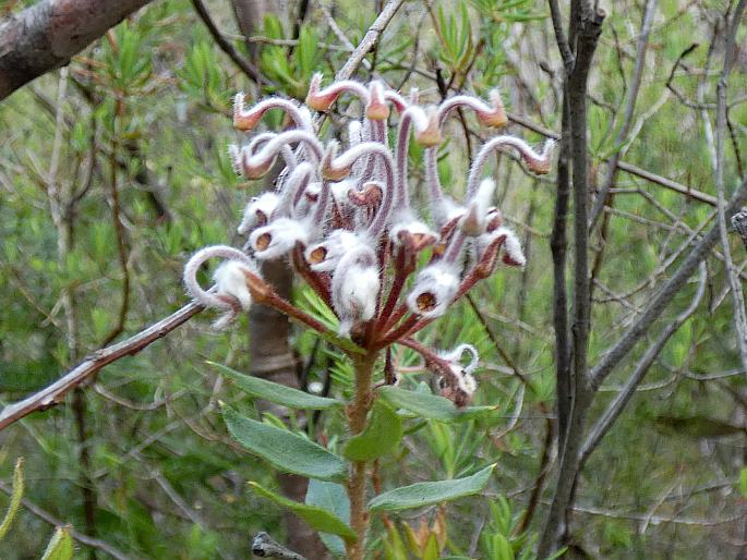 Grevillea buxifolia