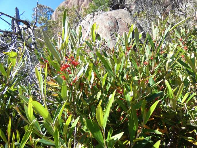 Grevillea dimorpha