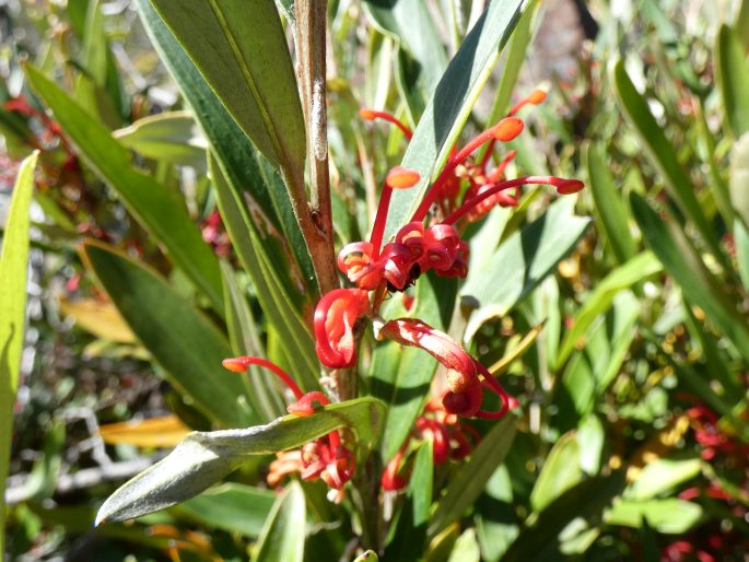 Grevillea dimorpha