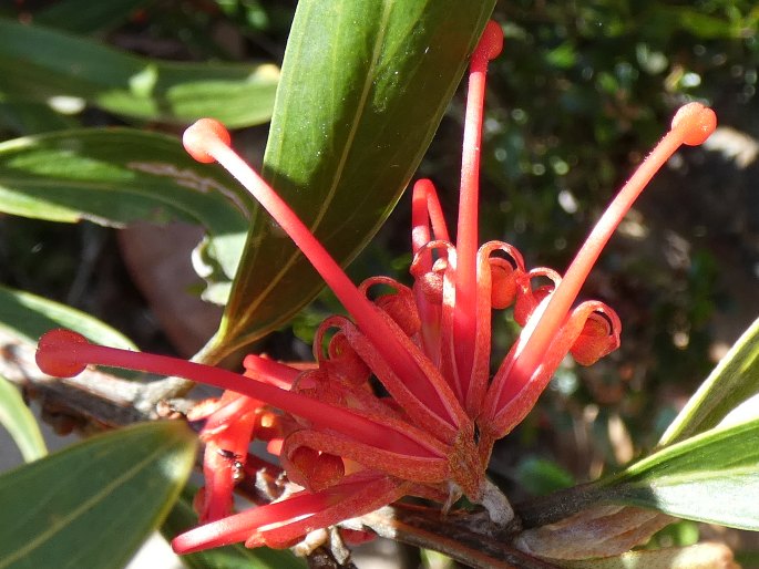 Grevillea dimorpha