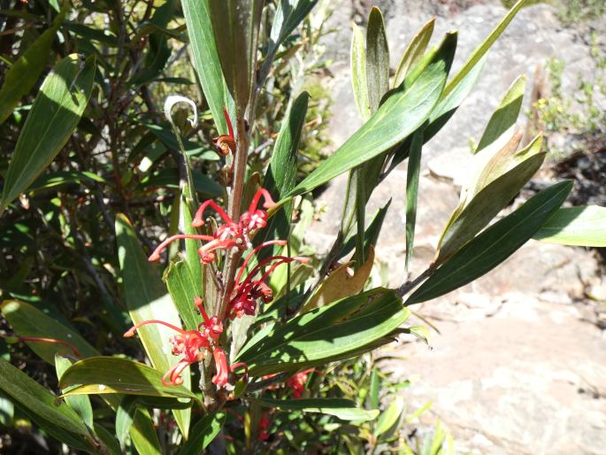 Grevillea dimorpha