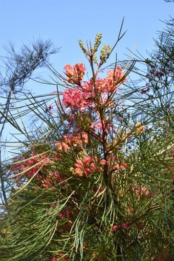 Grevillea johnsonii