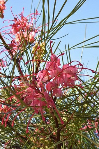 Grevillea johnsonii