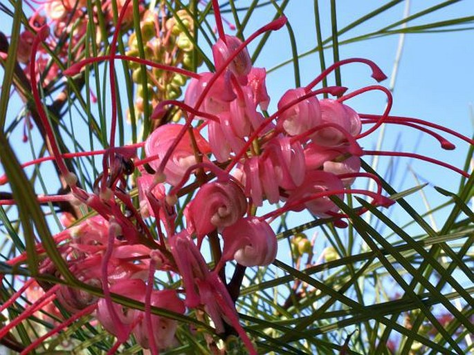 Grevillea johnsonii