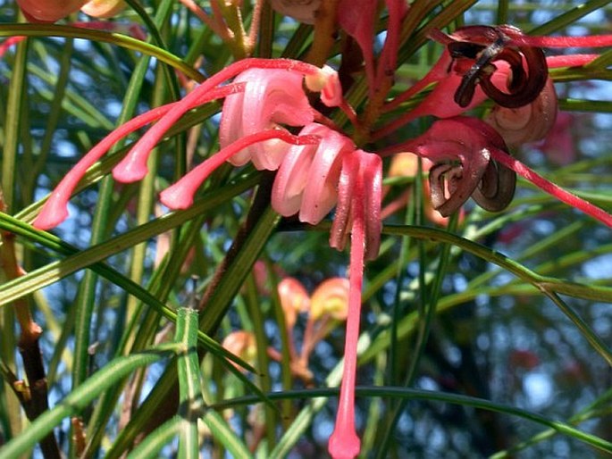 Grevillea johnsonii