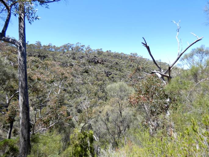 Grevillea lavandulacea