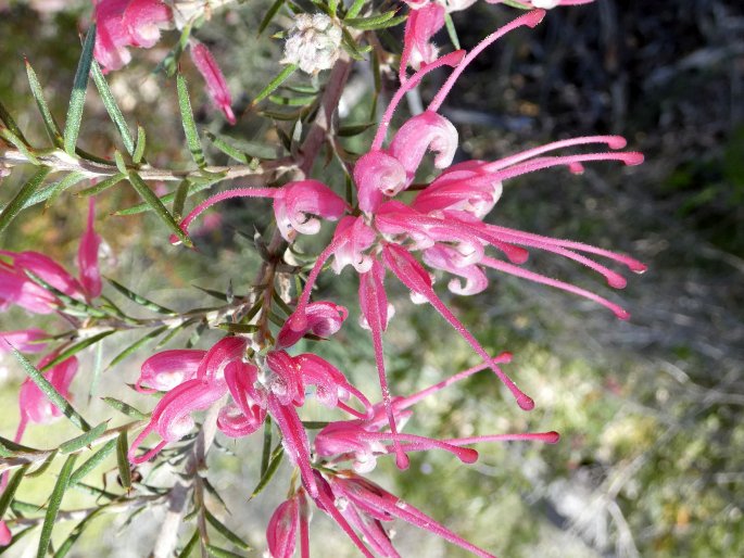 Grevillea lavandulacea