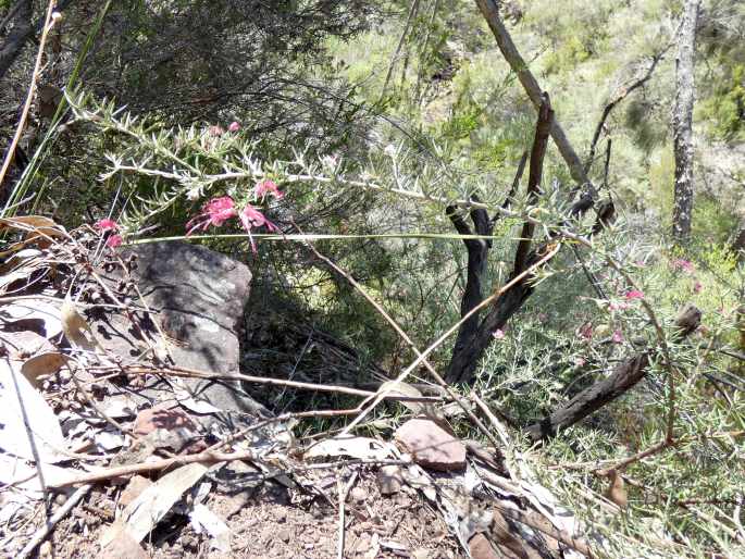 Grevillea lavandulacea