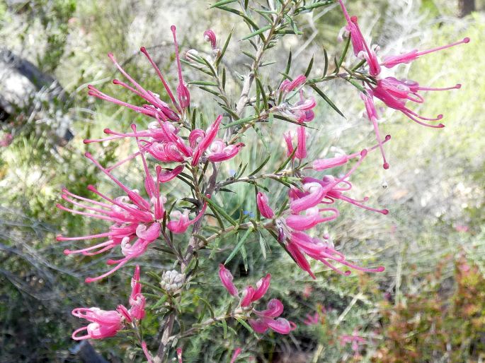 Grevillea lavandulacea