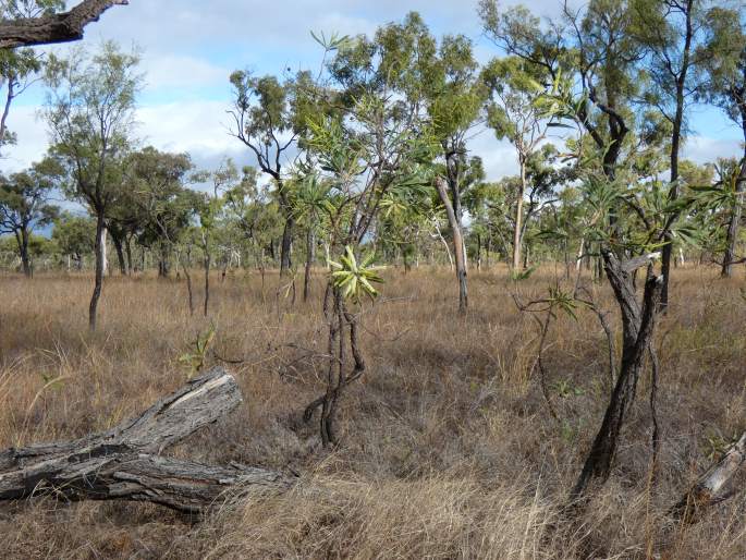 Grevillea mimosoides