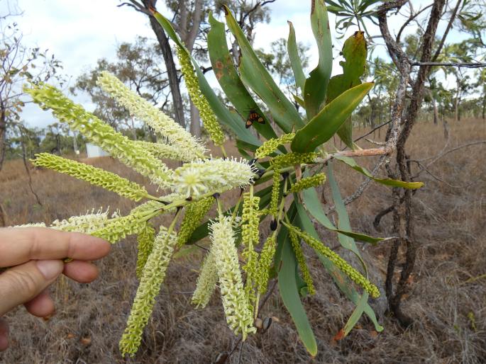 Grevillea mimosoides