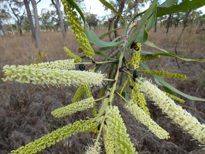 Grevillea mimosoides