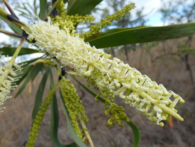 Grevillea mimosoides