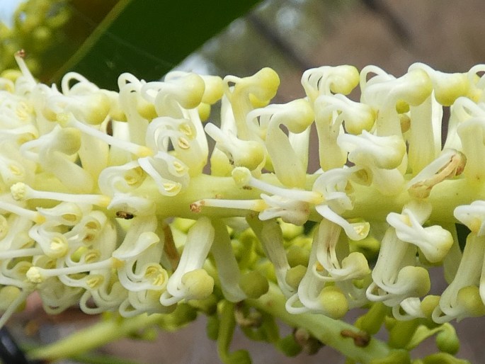 Grevillea mimosoides