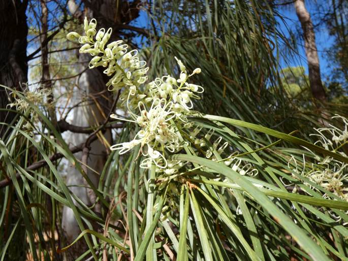 Grevillea parallela