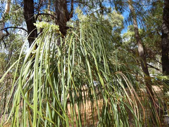 Grevillea parallela