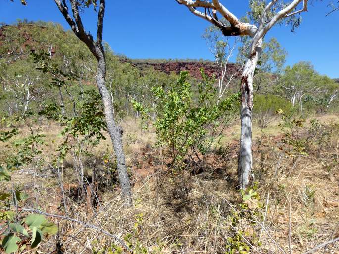 Grevillea prasina