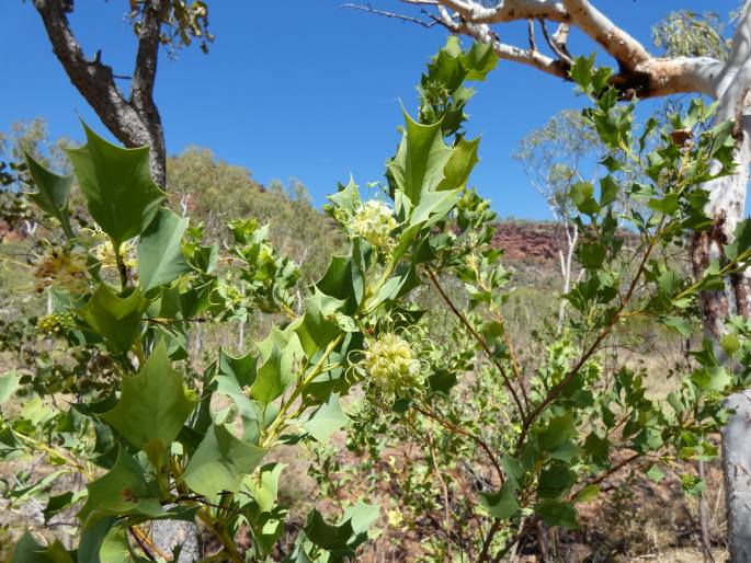 Grevillea prasina