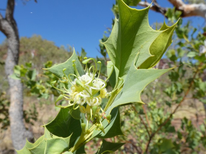 Grevillea prasina