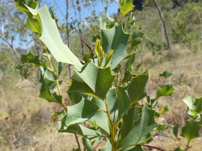 Grevillea prasina