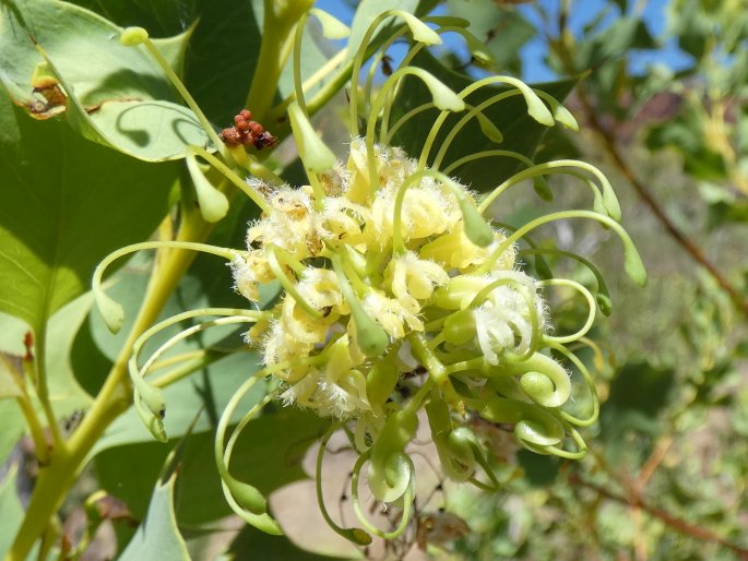 Grevillea prasina