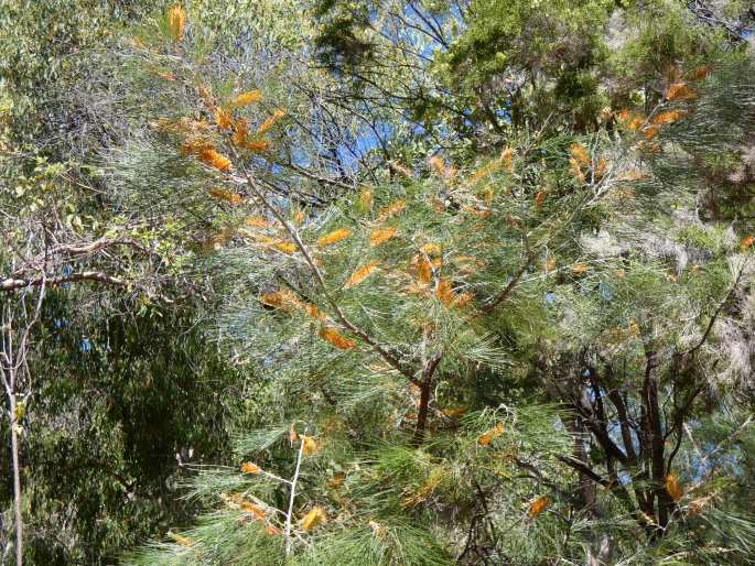 Grevillea pteridifolia