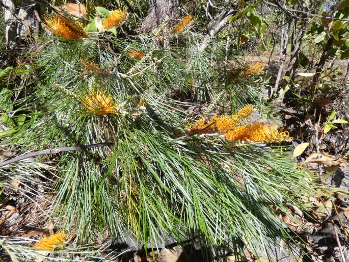 Grevillea pteridifolia