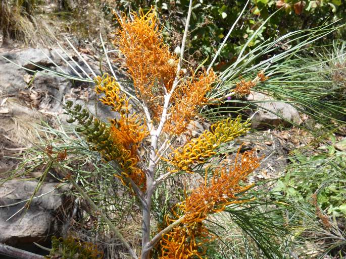 Grevillea pteridifolia