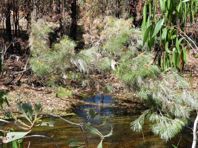 Grevillea pteridifolia