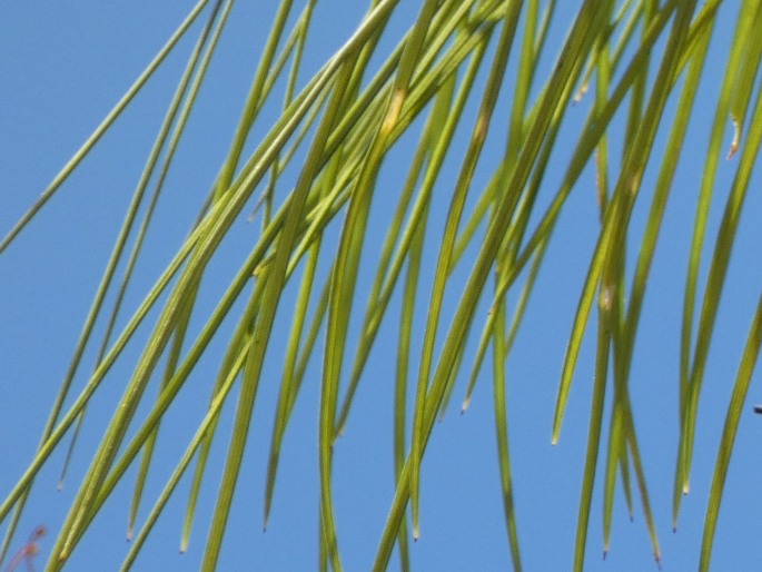 Grevillea pteridifolia